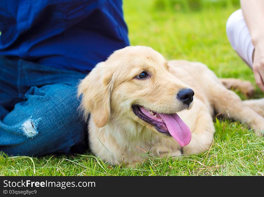 Head shot of Golden Retriever looking very interested