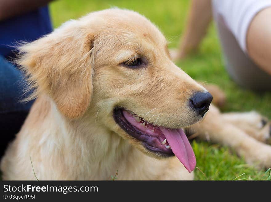 Head shot of Golden Retriever looking very interested