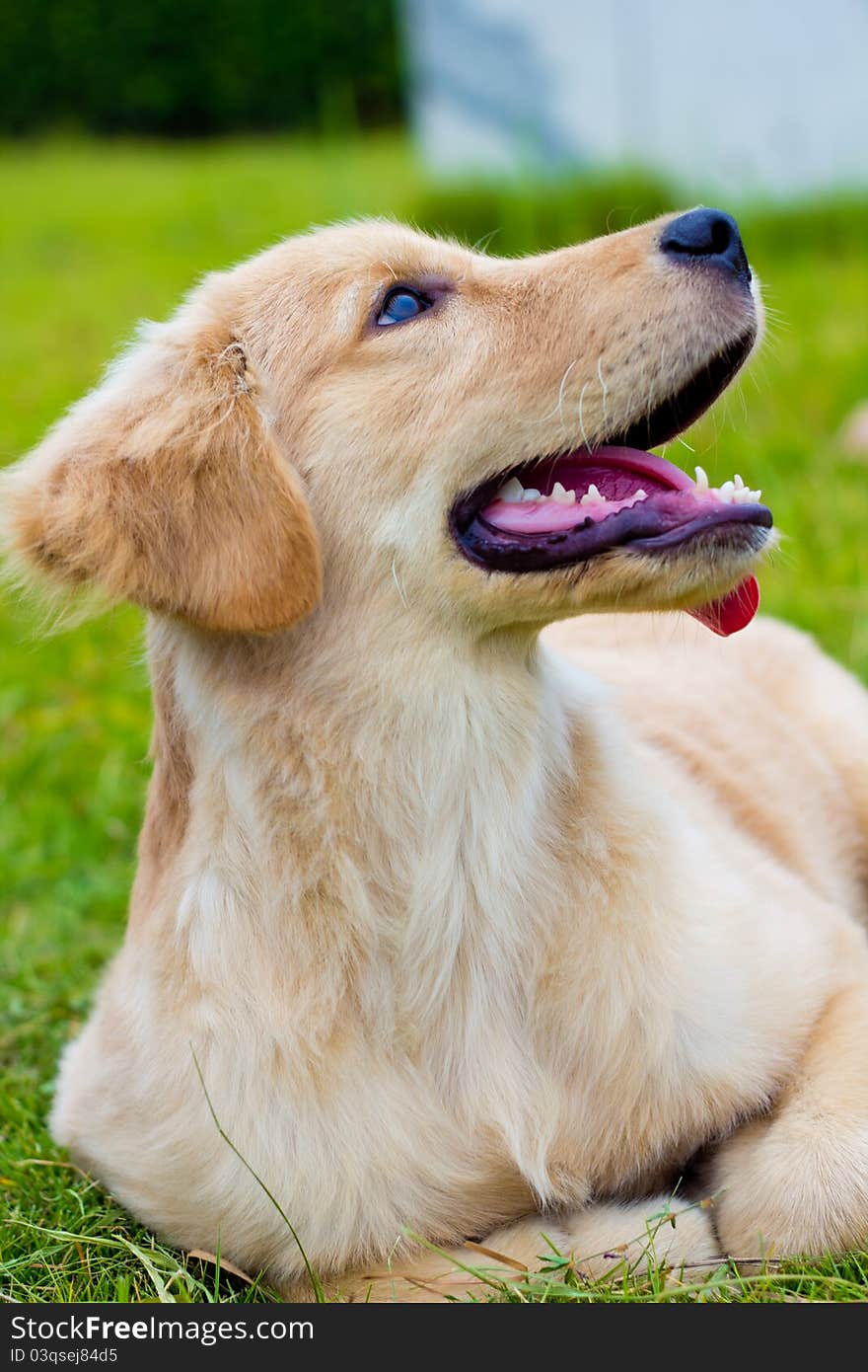 Head shot of Golden Retriever looking very interested