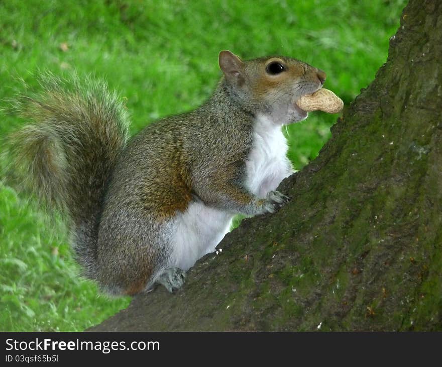 A close up view of a squirrel.