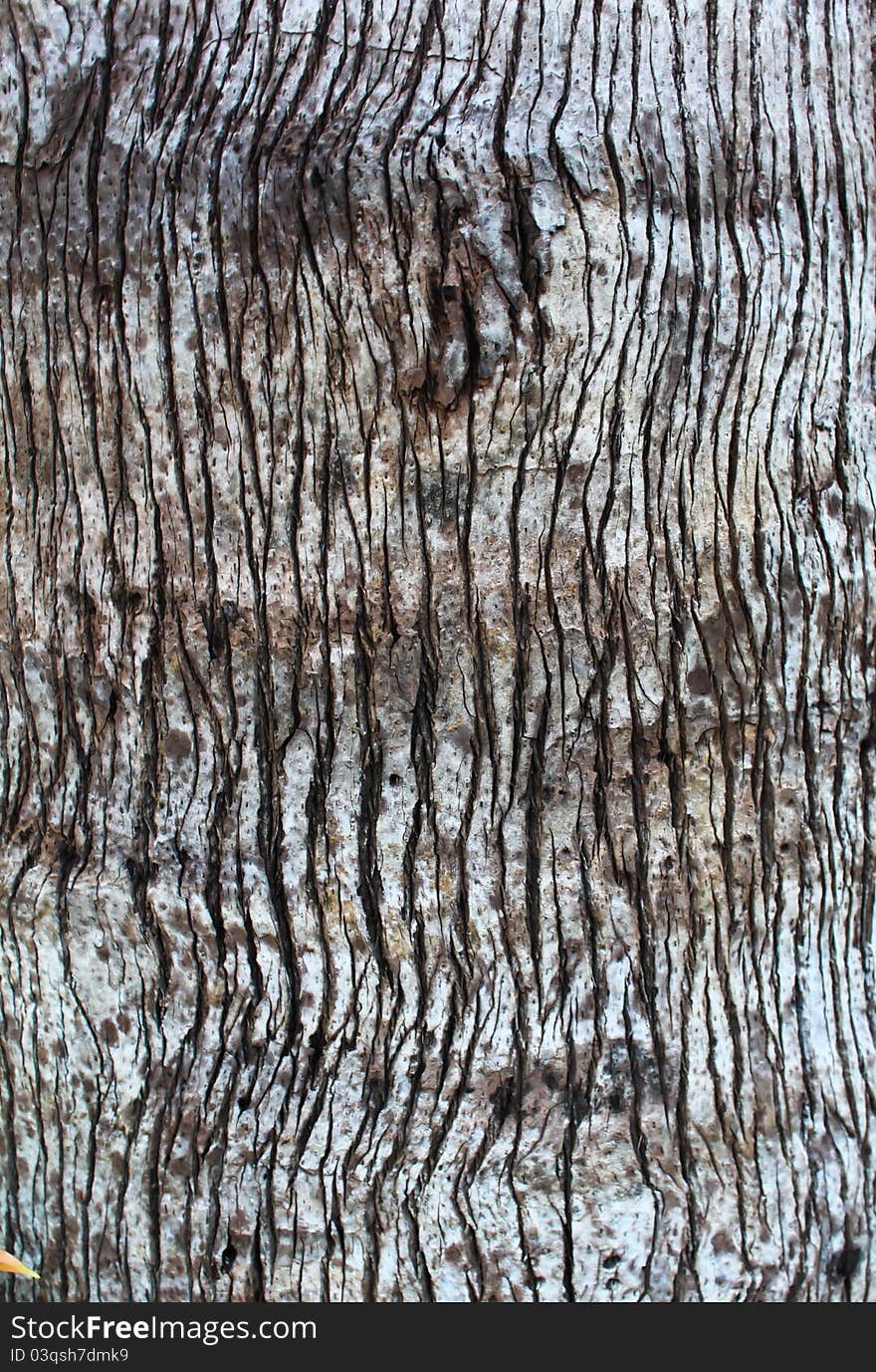 Bark texture