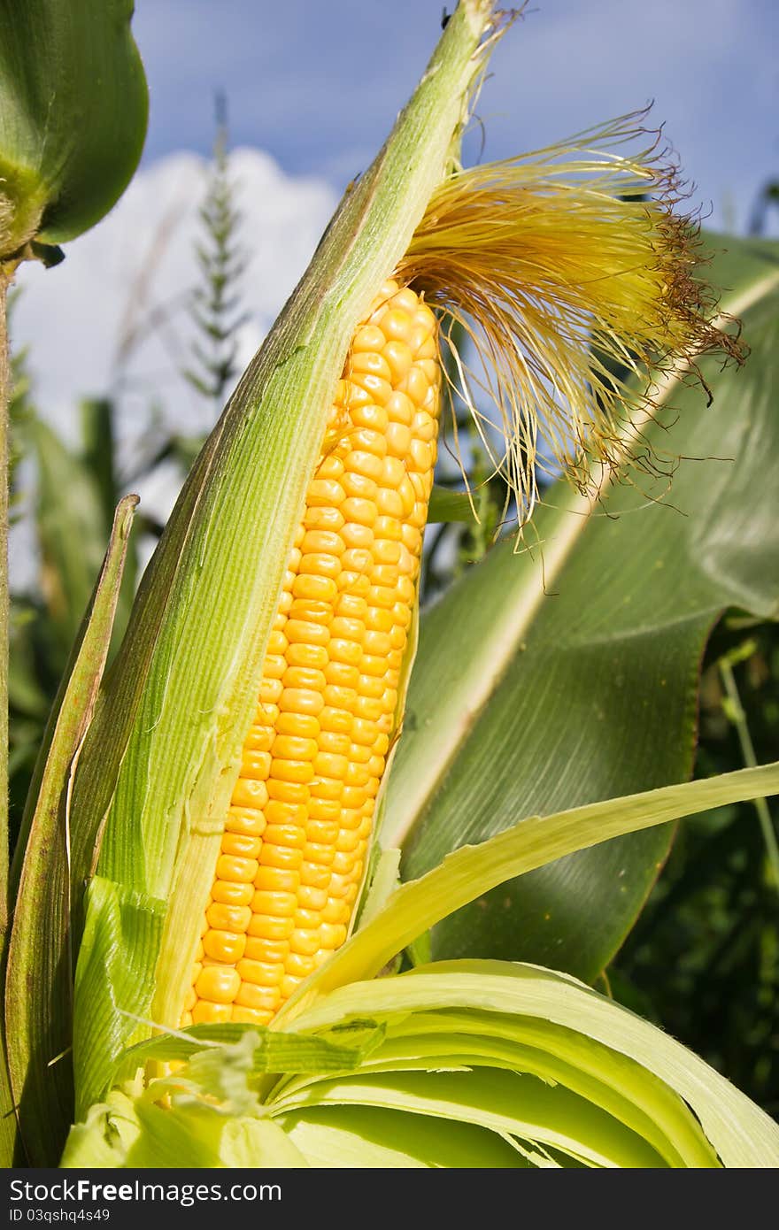 Close up corn on the stalk