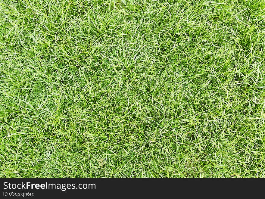 Green healthy grass texture background