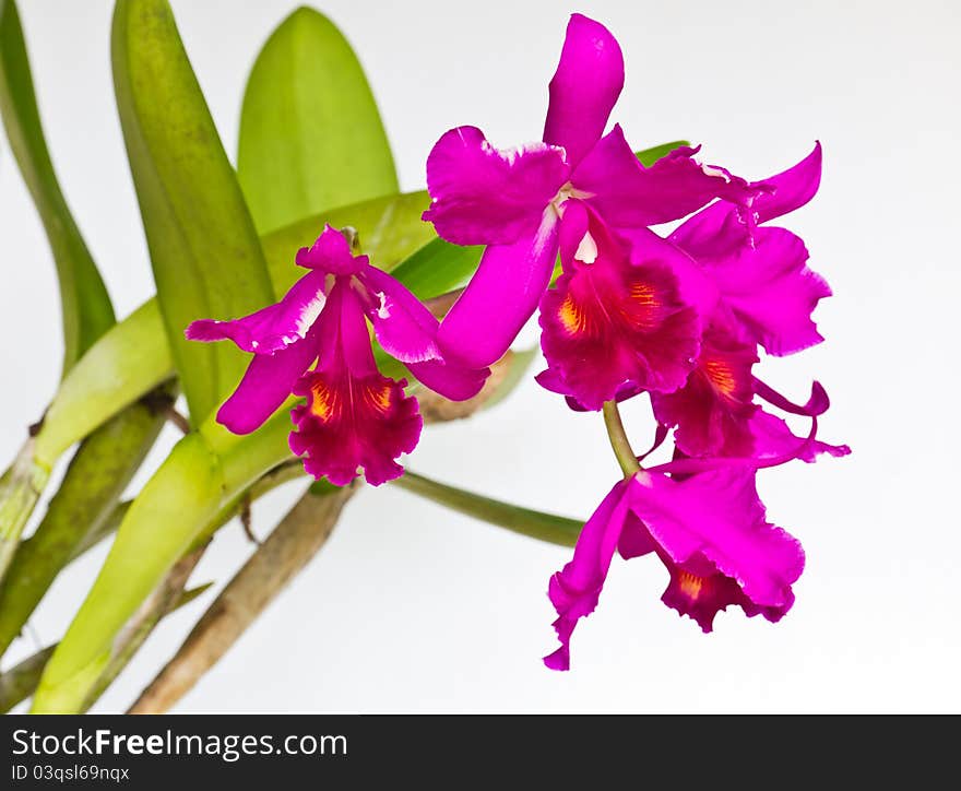 Beautiful purple orchid flower on write background