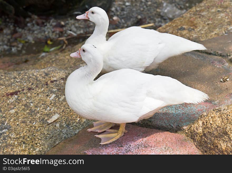 Two white duck standing on the rock