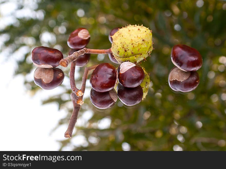 A lot of chestnuts on mirror