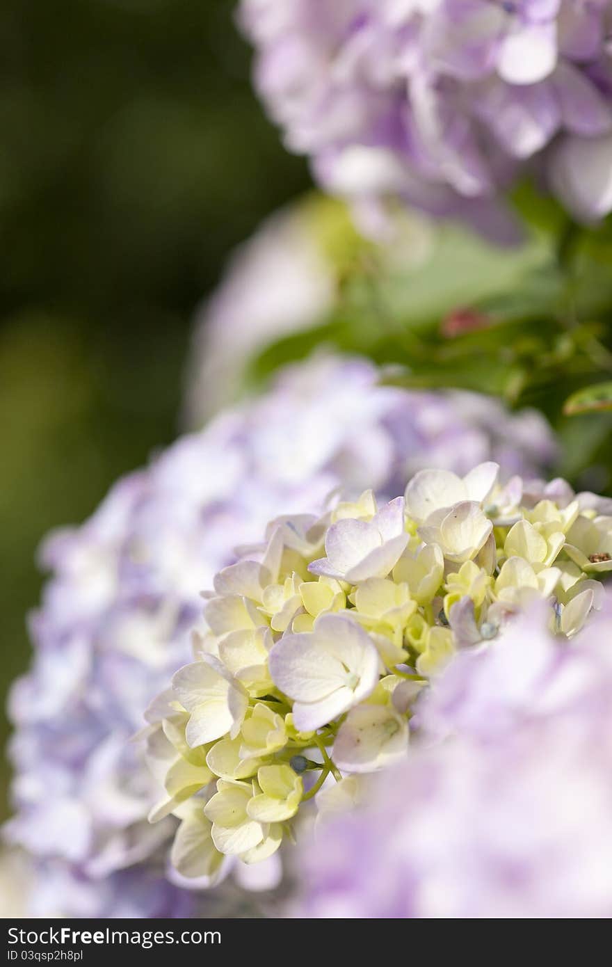 Hydrangea at Kimigahama, chiba, Japan