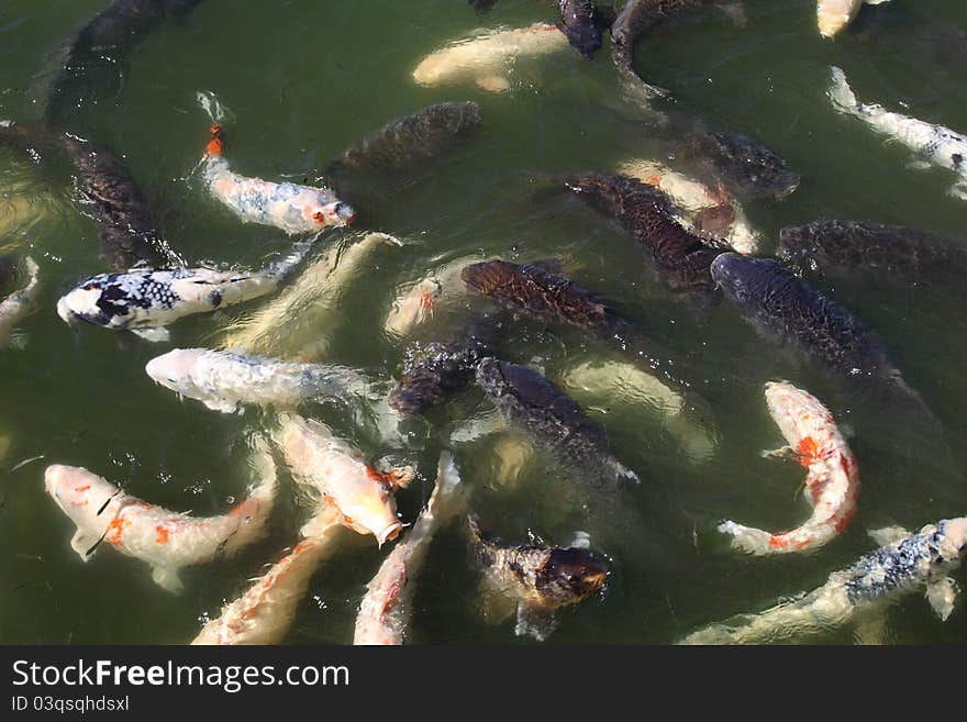 Japanese koi carp fishes in a pond