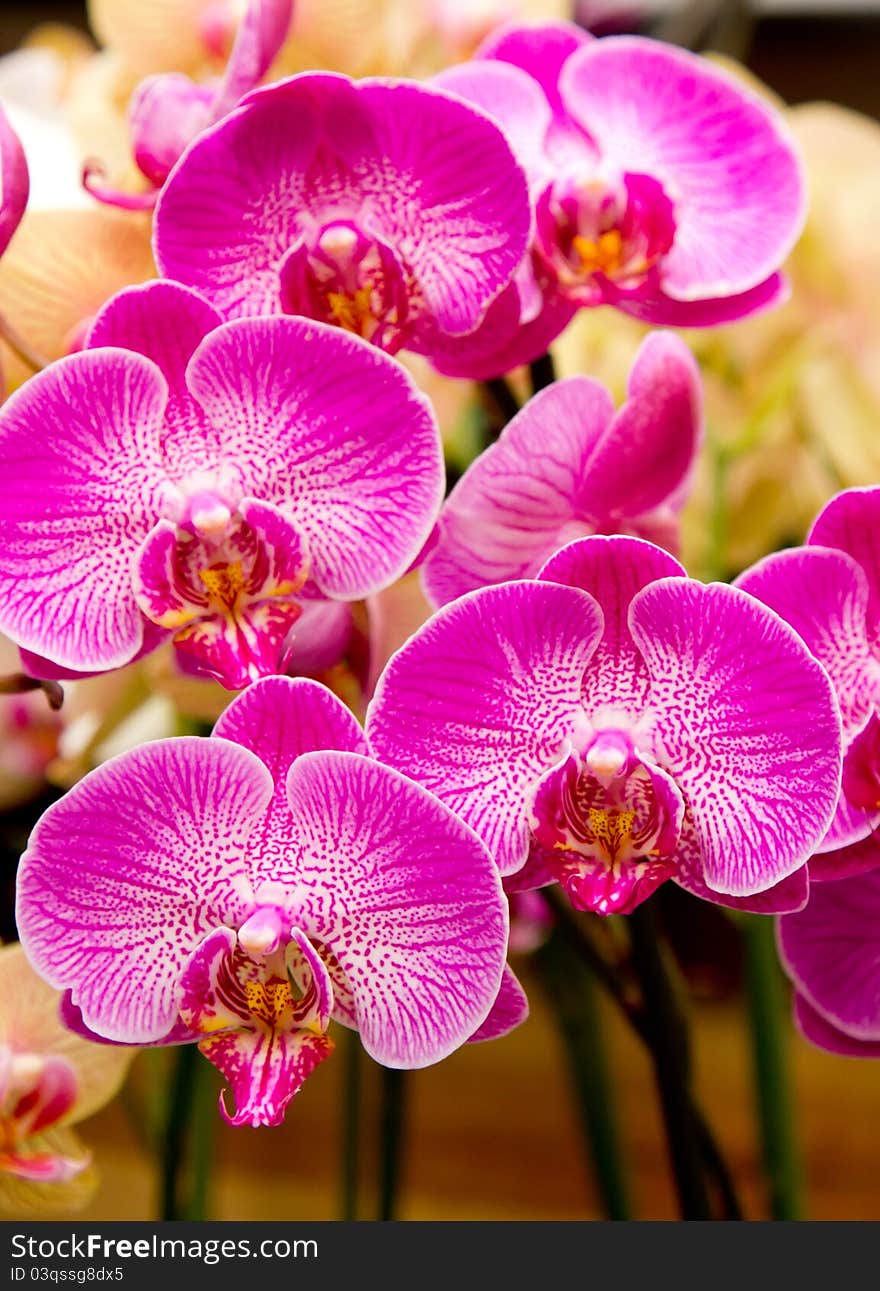 Pink Orchids