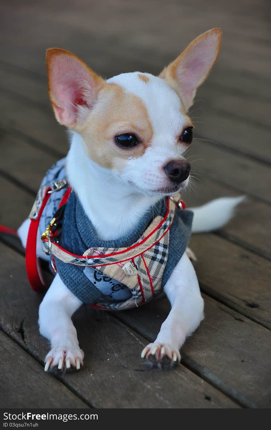 Chihuahua