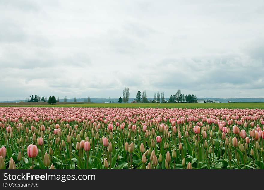 Tulip field