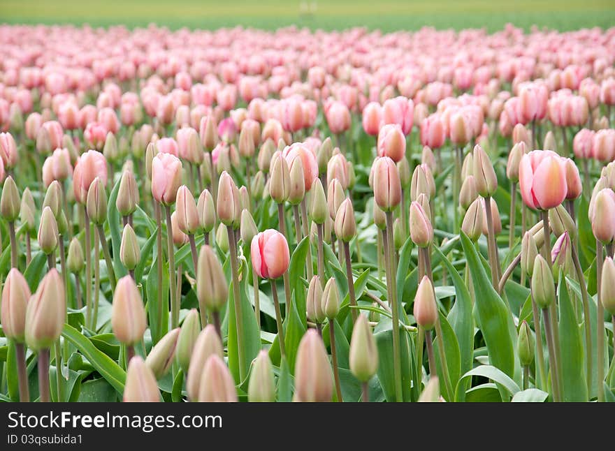 Pink Tulips