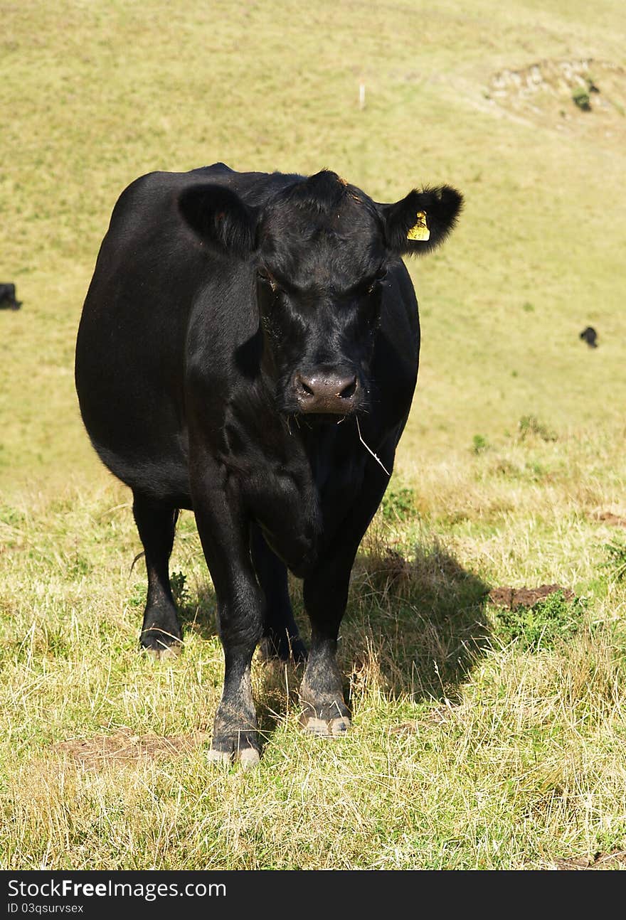 Black cow standing on meadow