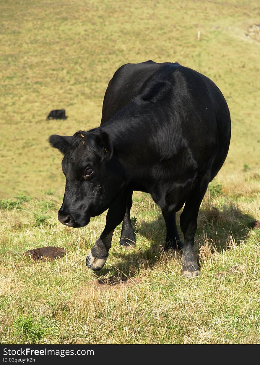 Black cow standing on meadow