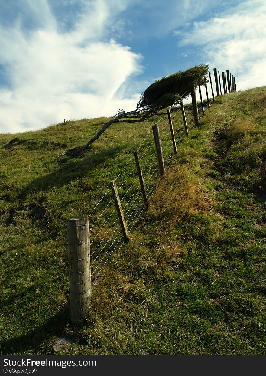 Bizarre windswept tree, Farewell spit, South island, New Zealand. Bizarre windswept tree, Farewell spit, South island, New Zealand