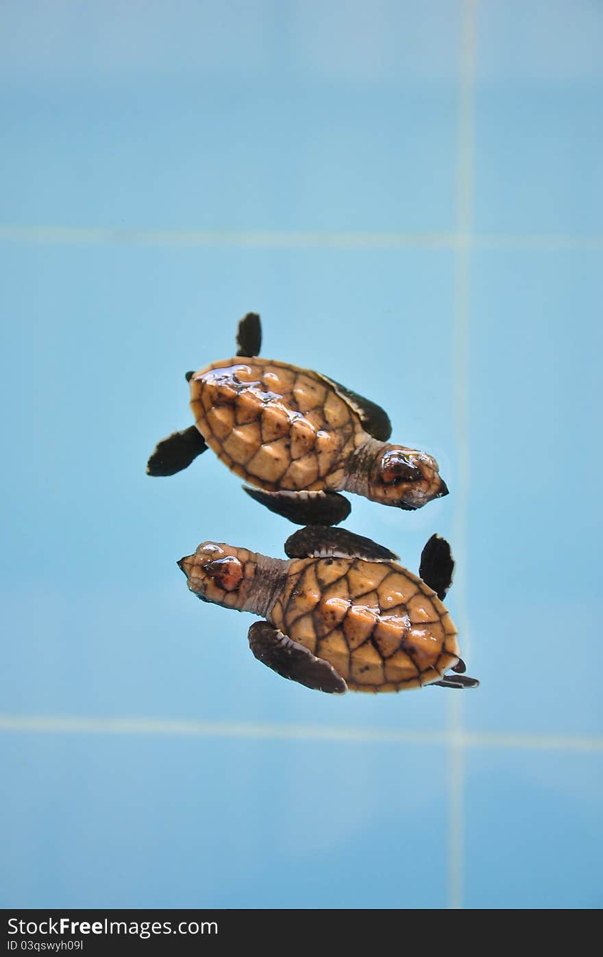 Two turtle swimming surface water in Thailand.