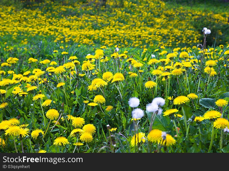 Field on which white dandelions (small depth of sharpness) grow yellow and some