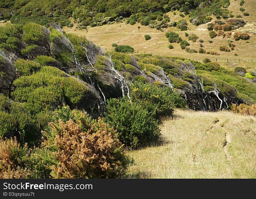 Windswept trees, Farewell spit, South island, New Zealand