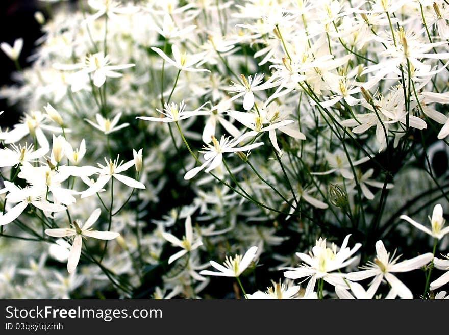 Shrub with white flowers