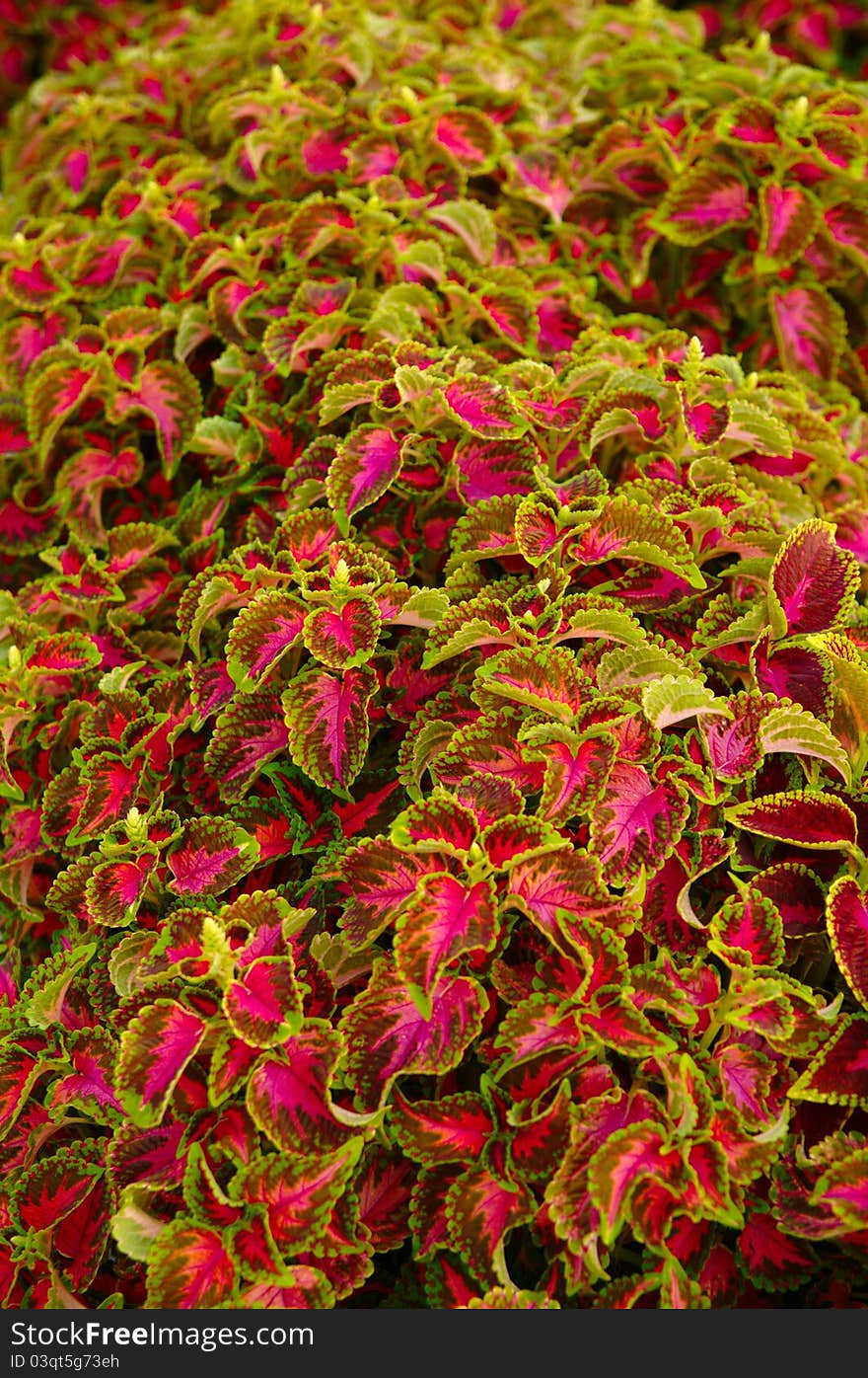 Close-up view of green and pink leaves