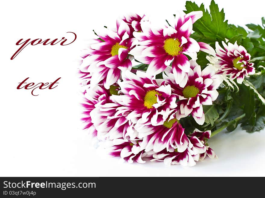 Beautiful bouquet of red chrysanthemums on a white background