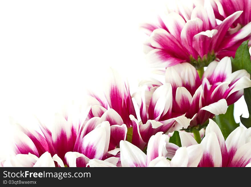 Beautiful bouquet of red chrysanthemums on a white background