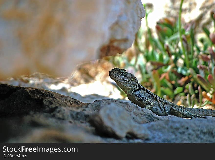 Portrait of lizard under rock