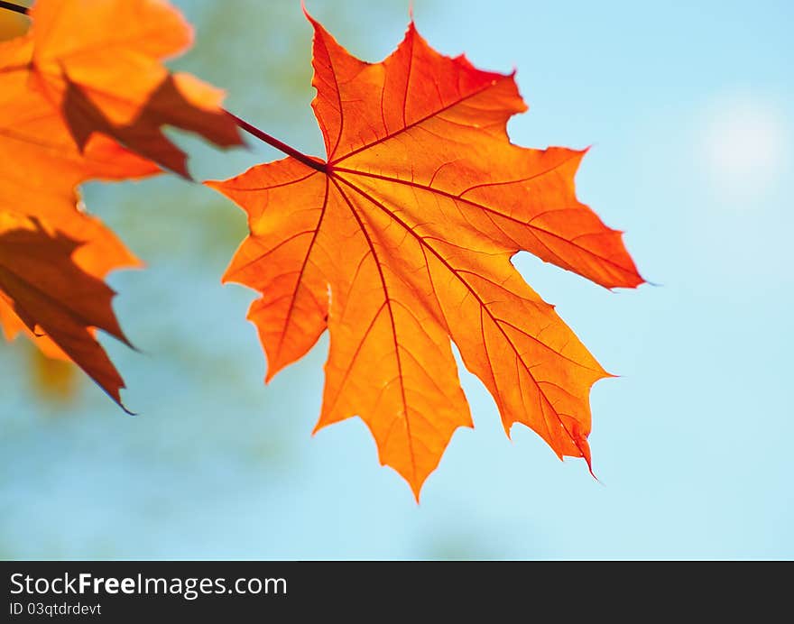 Golden maple leaf against azure autumn sky. Golden maple leaf against azure autumn sky