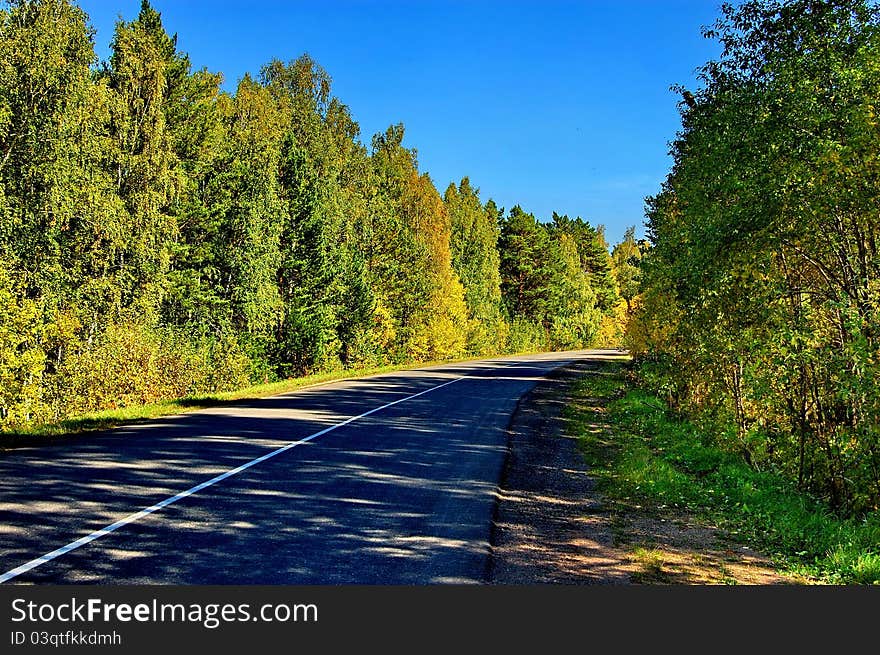 Fall Road through the Forest