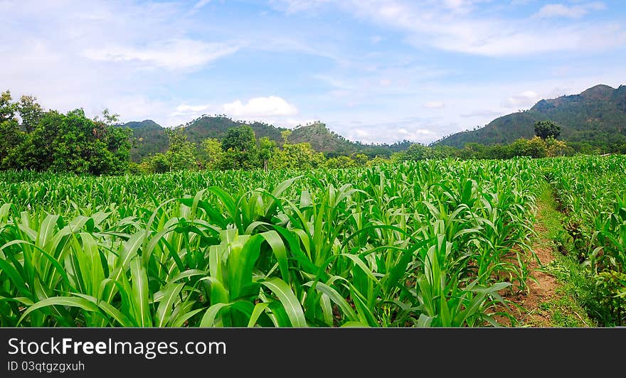 Landscape of cornfield and blue sky. Landscape of cornfield and blue sky