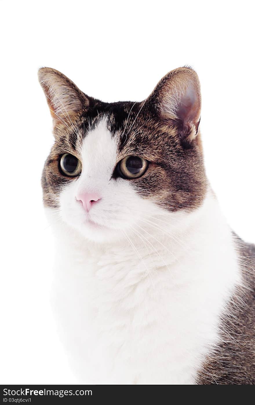 Cat on a white studio background for cutout. Cat on a white studio background for cutout