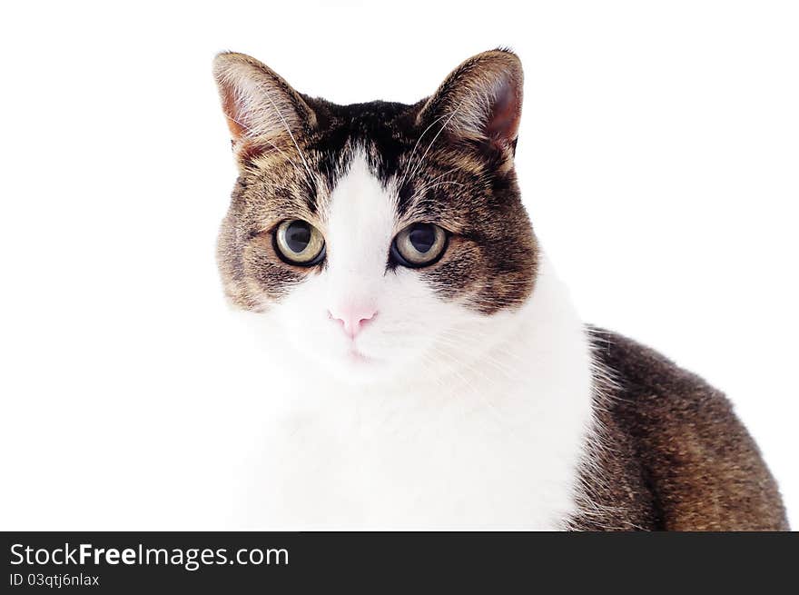 Cat on a white studio background for cutout. Cat on a white studio background for cutout