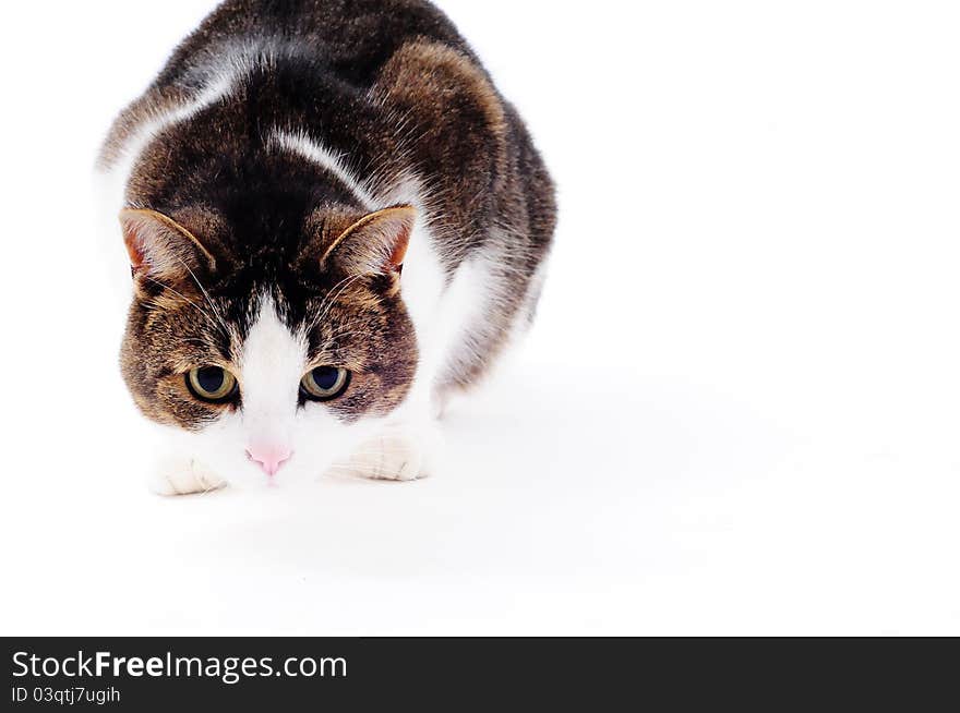 Cat ready for hunting in studio