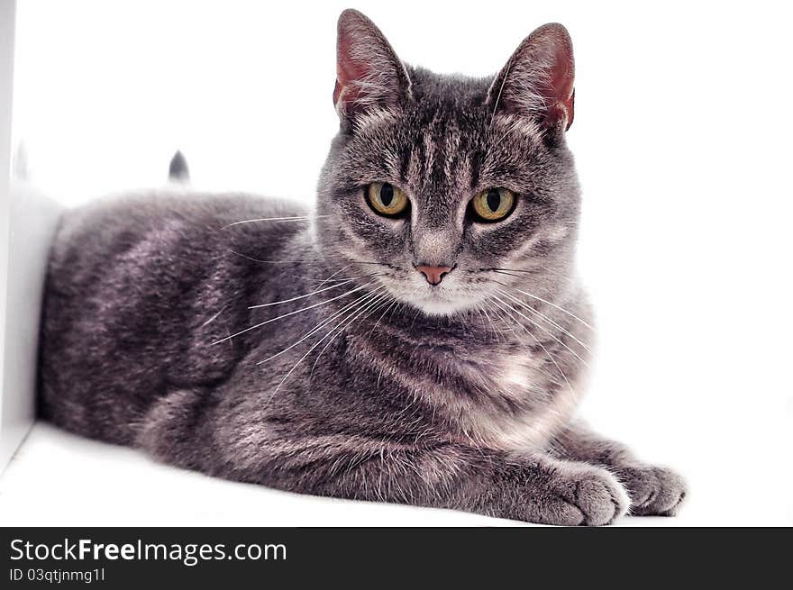 Beautiful grey brown white striped cat