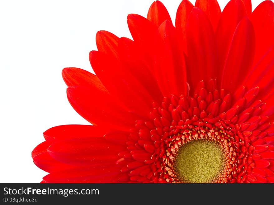 Red gerbera close up on white background