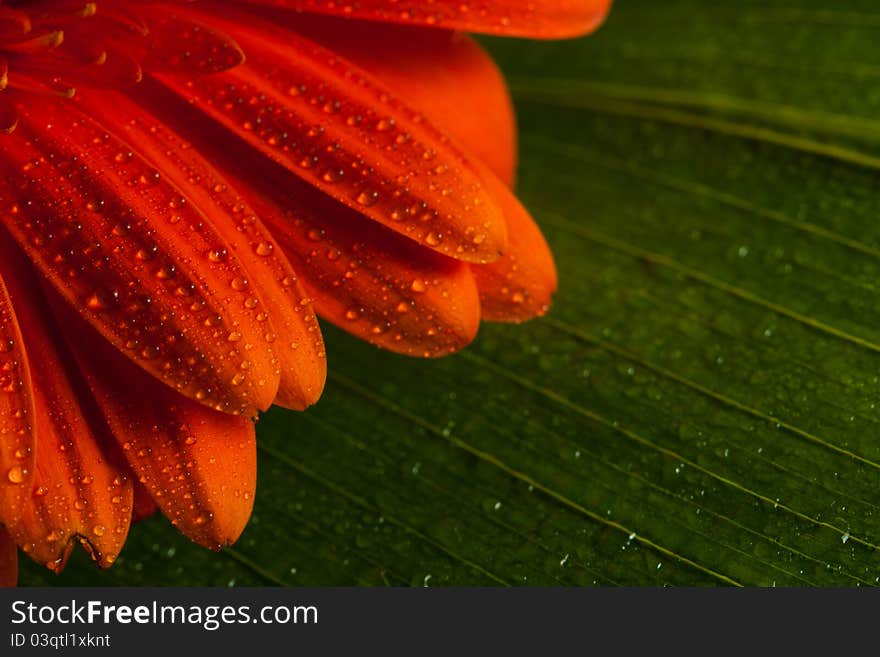 Red gerbera daisy flower with greens