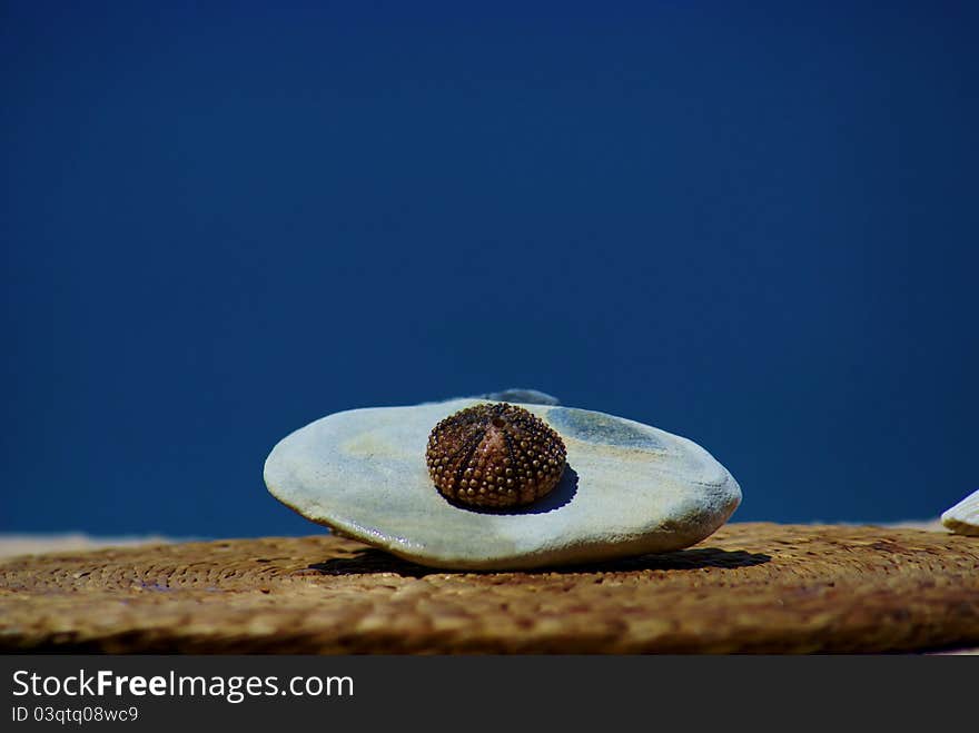 Sea shell with the ocean on the background