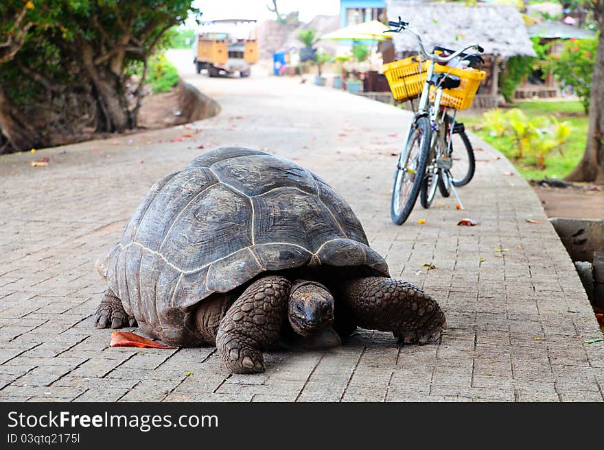 Giant Tortoise On A Road