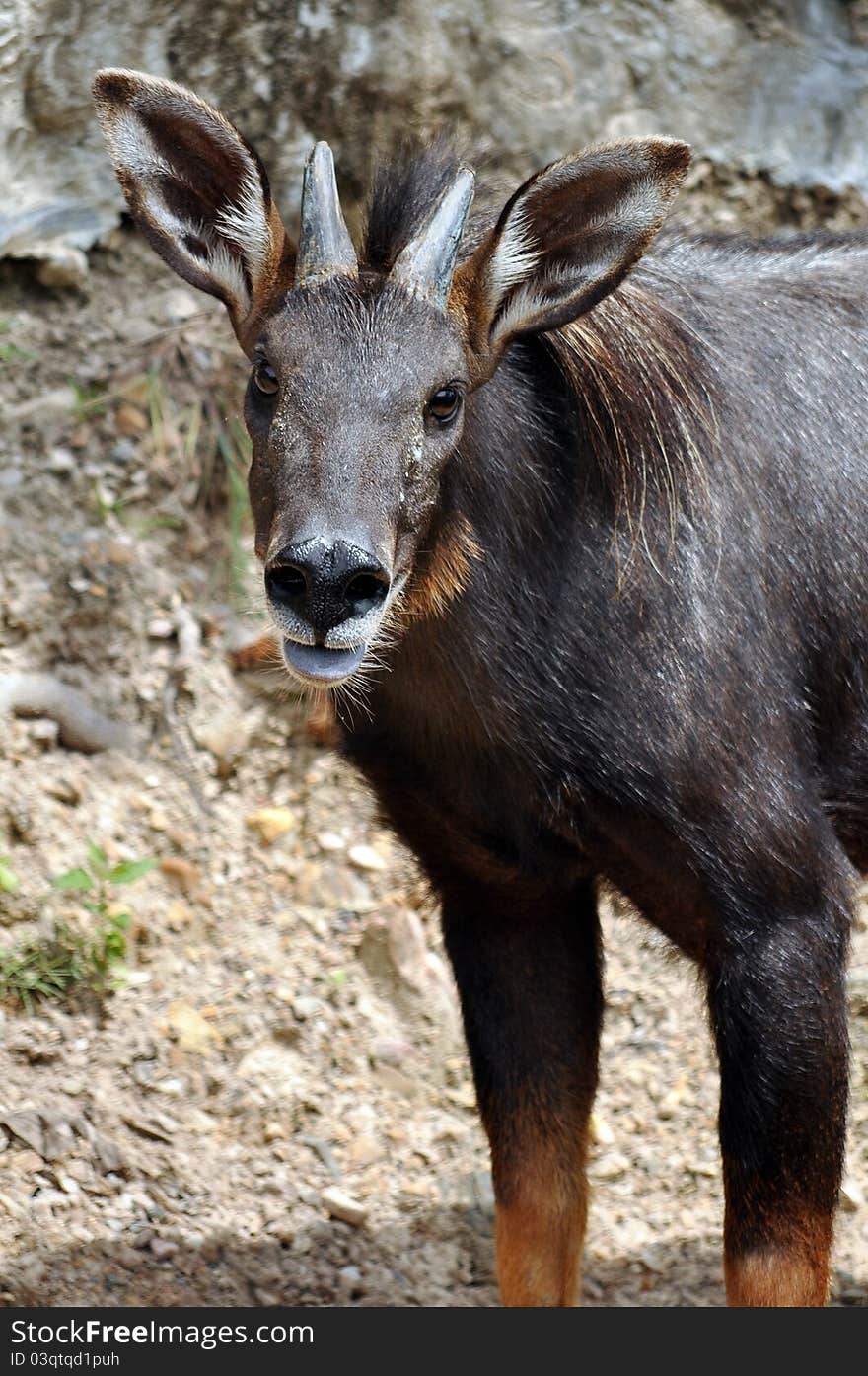 The Sumatran Serow is threatened due to habitat loss and hunting, leading to it being evaluated as vulnerable by the IUCN.