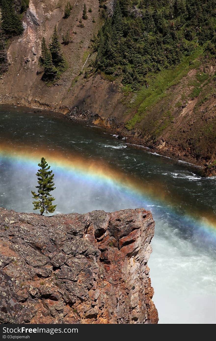 Rainbow over a tree near the Yellowstone River. Rainbow over a tree near the Yellowstone River