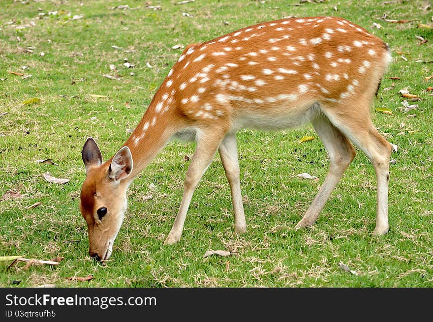 The Sika deer is one of the few deer species that does not lose its spots upon reaching maturity.