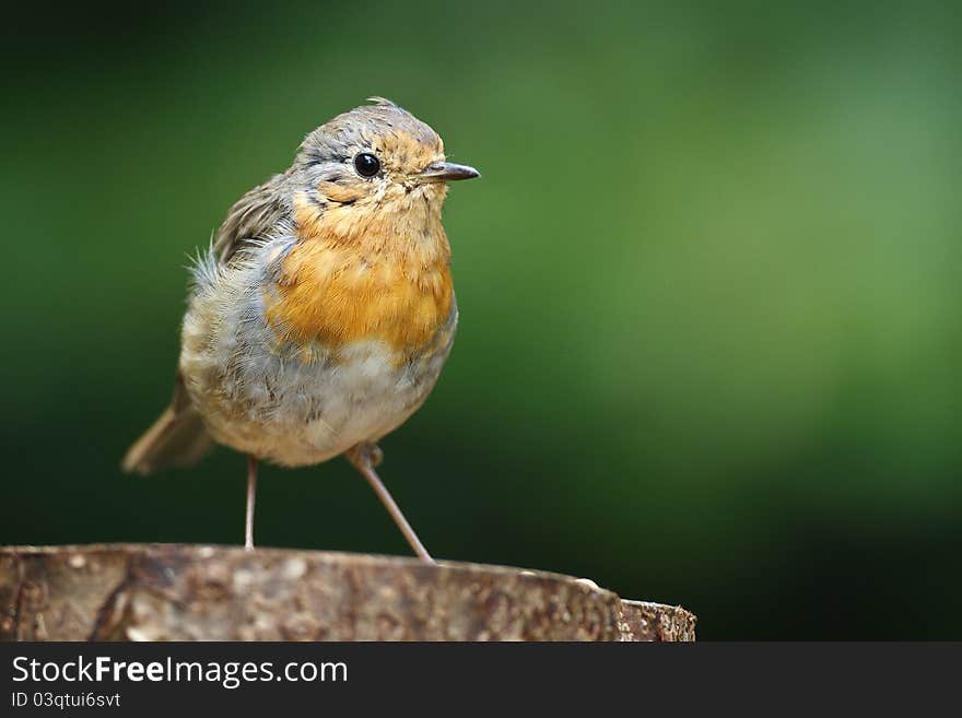 A robin on a peace of wood