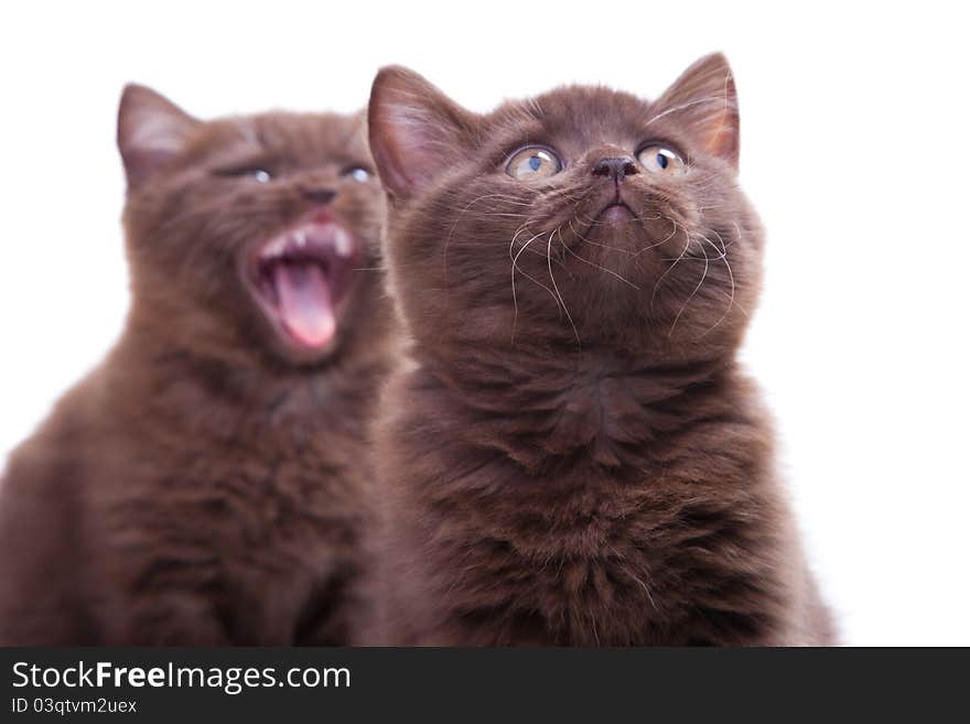 Two chestnut British kittens