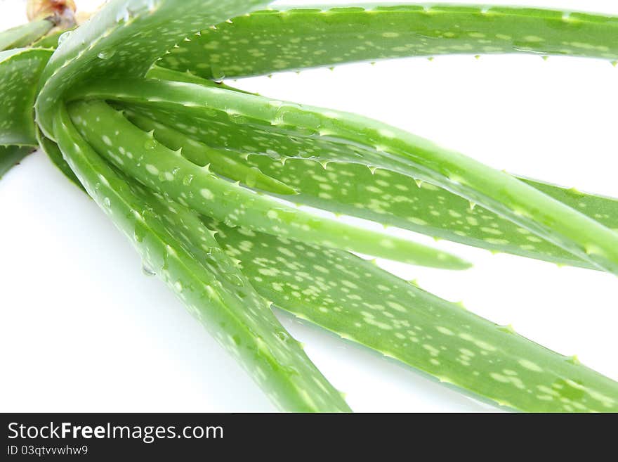 A aloe vera for beautiful.