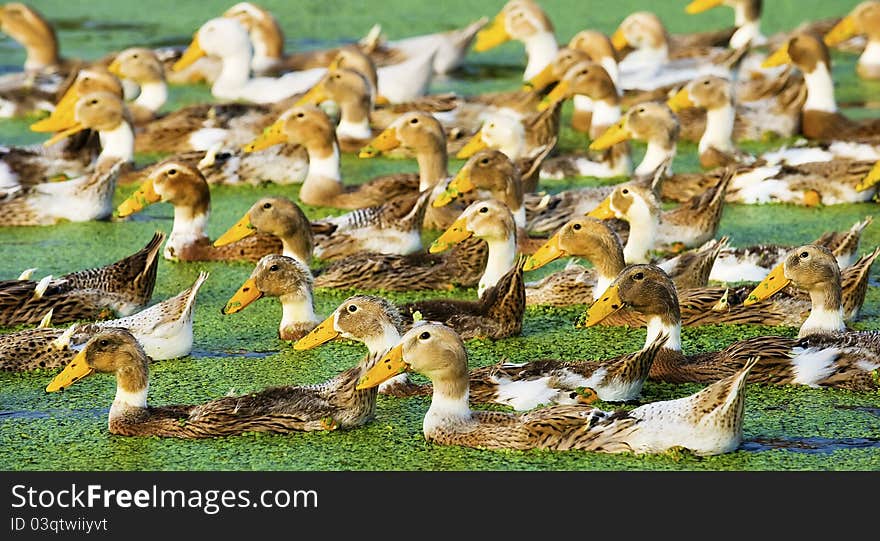 Early morning，A group of duck in the water carefree feeding。
Photo taken on: September 11nd, 2010