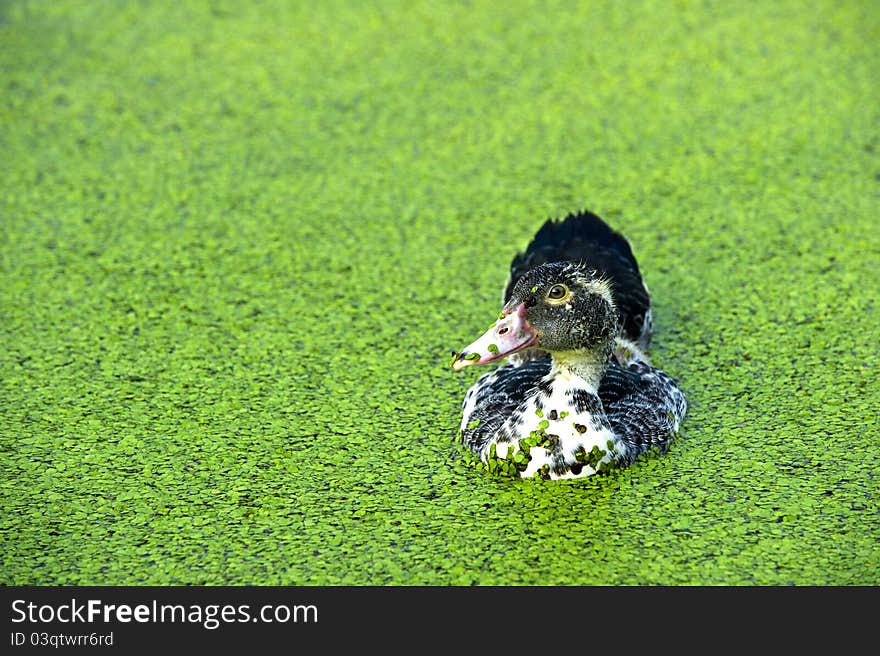 Early morning，A black duck in the water carefree feeding。 Photo taken on: September 11nd, 2010. Early morning，A black duck in the water carefree feeding。 Photo taken on: September 11nd, 2010