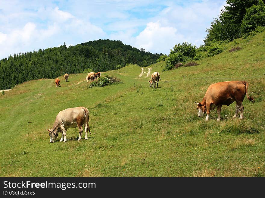 Cows on alpine pasture