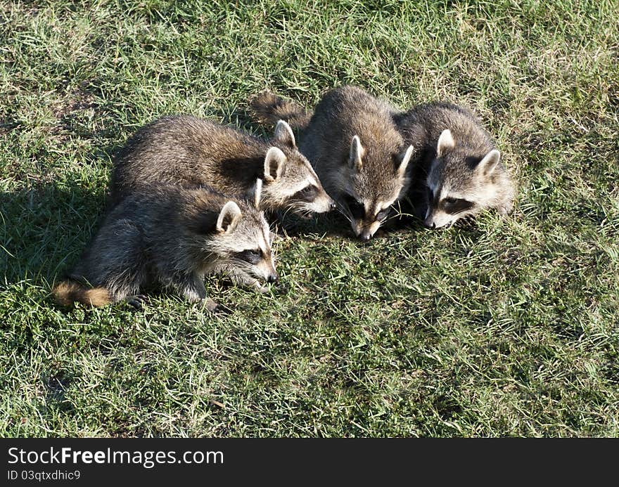 Family Of Raccoons