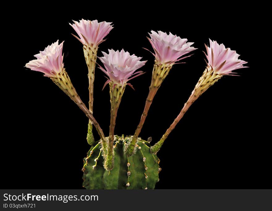 An Easter lily cactus with flowers