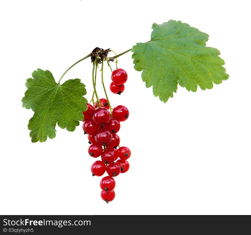 Red currant isolated on white background